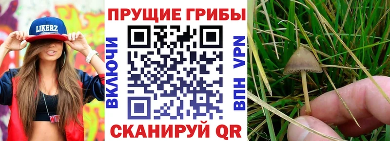 закладка  Будённовск  Псилоцибиновые грибы MAGIC MUSHROOMS 